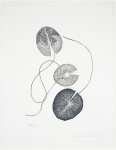 Heather Sandifer, "Fleeting, Waterlily Leaves Cat. 44," mixed media on vellum paper