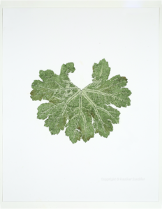 Heather Sandifer, "Darmera Cat. 135," mixed media on vellum paper