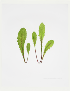 Heather Sandifer, "Dandelion Greens Cat. 130," mixed media on vellum paper