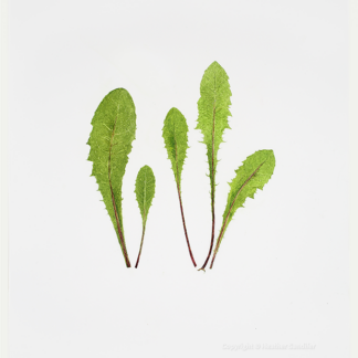 Heather Sandifer, "Dandelion Greens Cat. 130," mixed media on vellum paper