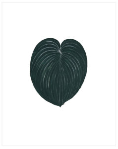 Black Hosta  Cat. 98