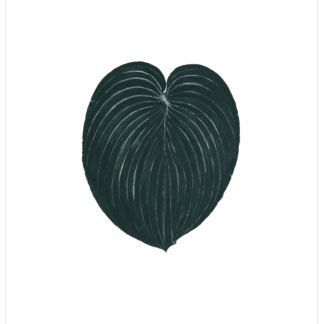 Black Hosta  Cat. 98
