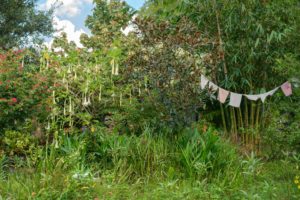 Emily Hamilton Laux, "Lychee Tree Sanctuary: Prayer Flags," archival pigment print