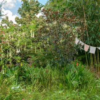 Emily Hamilton Laux, "Lychee Tree Sanctuary: Prayer Flags," archival pigment print