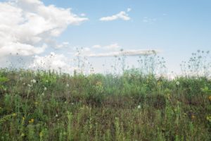 Fences Half Consumed: Wildflowers