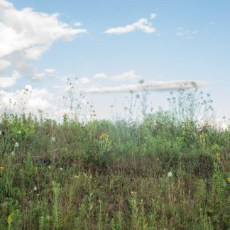 Fences Half Consumed: Wildflowers