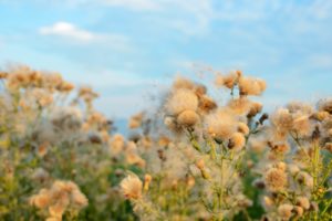 Fences Half Consumed: Sherwood Pollen