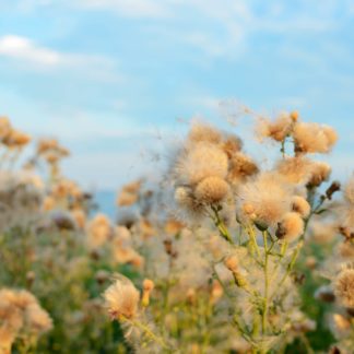Fences Half Consumed: Sherwood Pollen