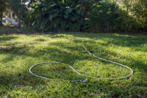 Emily Hamilton Laux, "Lychee Tree Sanctuary: Garden Hose," archival pigment print