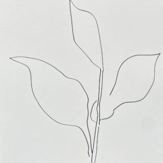 Plant 69 - C
