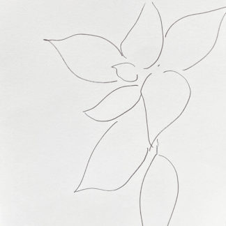 Plant 59 - C