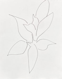 Plant 24 - C