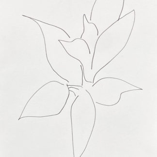 Plant 24 - C