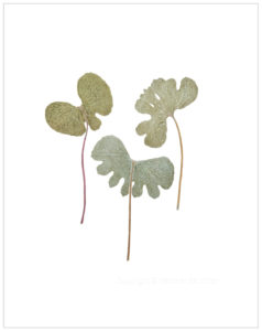 Three Graces Sanguinaria Canadensis Cat. 102