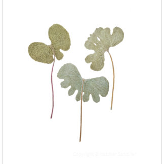 Three Graces Sanguinaria Canadensis Cat. 102