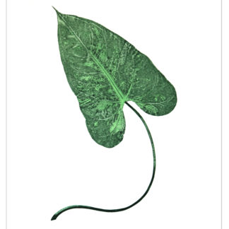 Philodendron Cat. 134