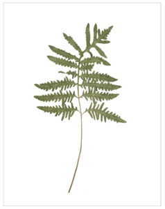 Sensitive Fern Onoclea Sensibilis Cat.107