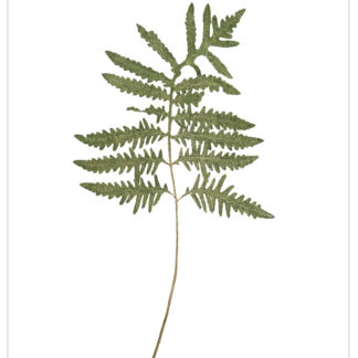 Sensitive Fern Onoclea Sensibilis Cat.107
