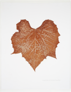Heather Sandifer, "Vitis Rusticus, Cat. 141," mixed media on vellum paper