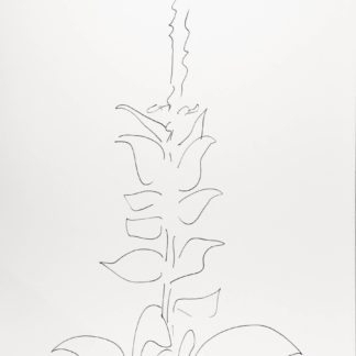 Plant 138