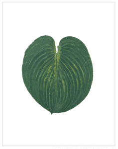 Hosta Project #1, Cat. 120