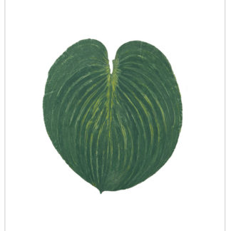 Hosta Project #1, Cat. 120