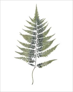 Heather Sandifer, "Japanese Fern Frond, Cat. 140", mixed media on vellum paper