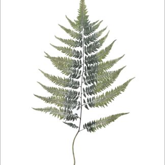Heather Sandifer, "Japanese Fern Frond, Cat. 140", mixed media on vellum paper