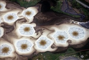 Amoebas