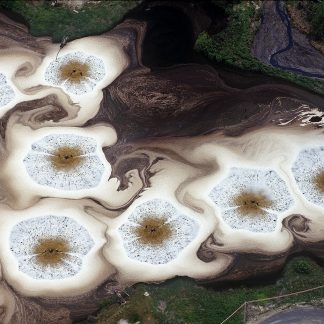 Amoebas