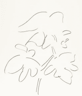 Plant 46