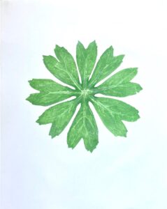 Illuminated Mayapple, Cat. 136
