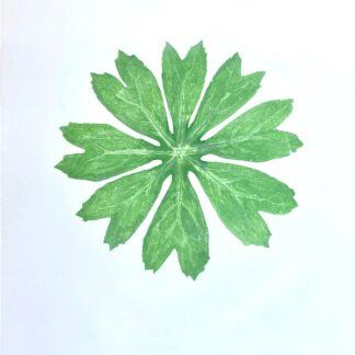 Illuminated Mayapple, Cat. 136
