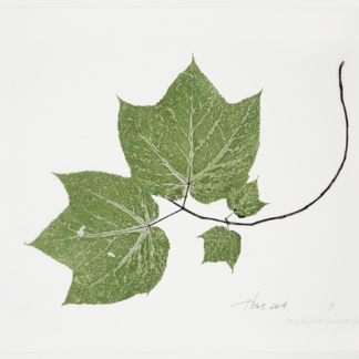 Heather Sandifer, "Moosewood Branch, Cat. 110," mixed media on vellum paper