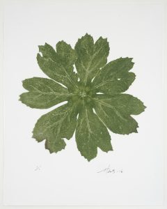 Mayapple, Podophyllum Peltatum, Cat. 119