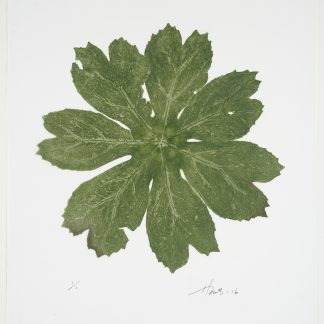 Mayapple, Podophyllum Peltatum, Cat. 119