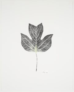 Heather Sandifer, "Tulip Leaf, Cat. 58," mixed media on vellum paper