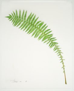 Heather Sandifer, "Leaning Fern, Ostrich Fern, Cat. 0116," mixed media on vellum paper