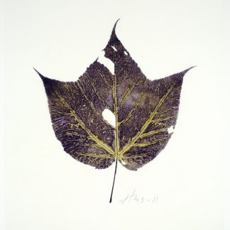 Heather Sandifer, "Purple Moosewood, Cat. 097," mixed media on vellum paper