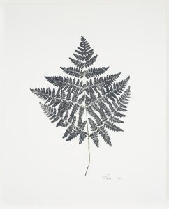Heather Sandifer, "Dryopteris Fern, Cat. 7," mixed media on vellum paper