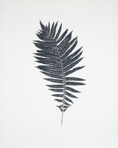 Heather Sandifer, "Curved Sensitive Fern, Cat. 66," mixed media on vellum paper