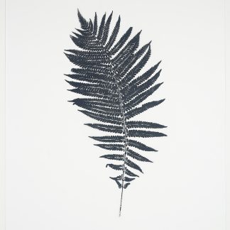 Heather Sandifer, "Curved Sensitive Fern, Cat. 66," mixed media on vellum paper