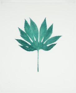 Heather Sandifer, "Blue Aralia, Cat. 0118," mixed media on vellum paper