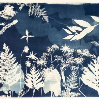 Emily Hamilton Laux, "Summer Field X," cyanotype on archival paper