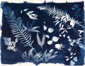 Emily Hamilton Laux, "Summer Field XIV," cyanotype on archival paper