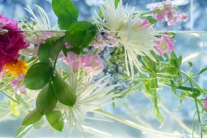 Emily Hamilton Laux, "AquaFlora 6," digital photograph