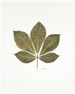 Horse Chestnut Leaf, Cat. 106