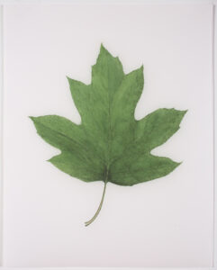 Deep Green Oakleaf Hydrangea, Cat. 145