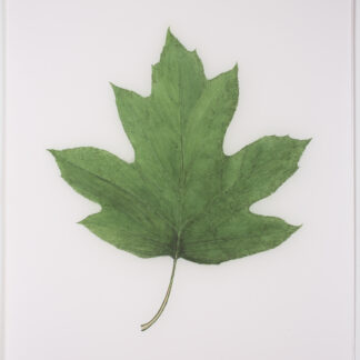 Deep Green Oakleaf Hydrangea, Cat. 145