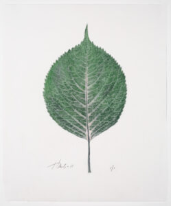 Heather Sandifer, "Shapely Hydrangea, Cat. 0102," mixed media on vellum paper